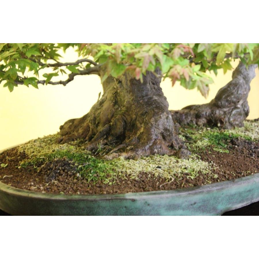 カエデ 株立ち : 盆栽ショップ わびさび Yahoo!店 - 通販 - Yahoo