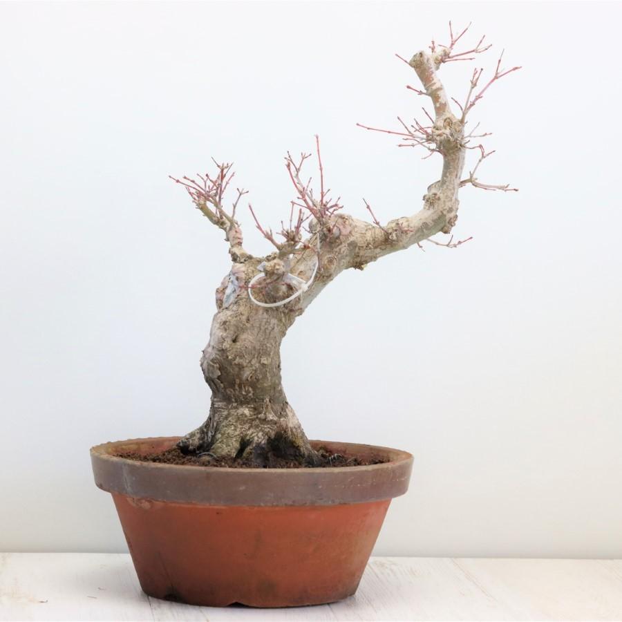 極上 山モミジ 中品盆栽 現品 送料無料