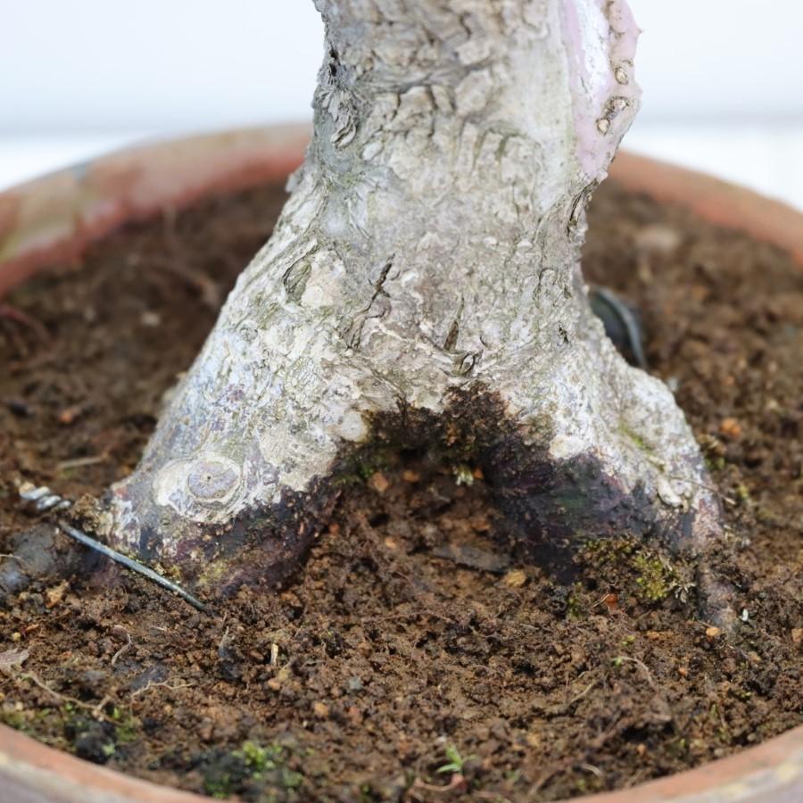 極上 山モミジ 中品盆栽 現品 送料無料 極上 山モミジ 中品盆栽 現品 ×