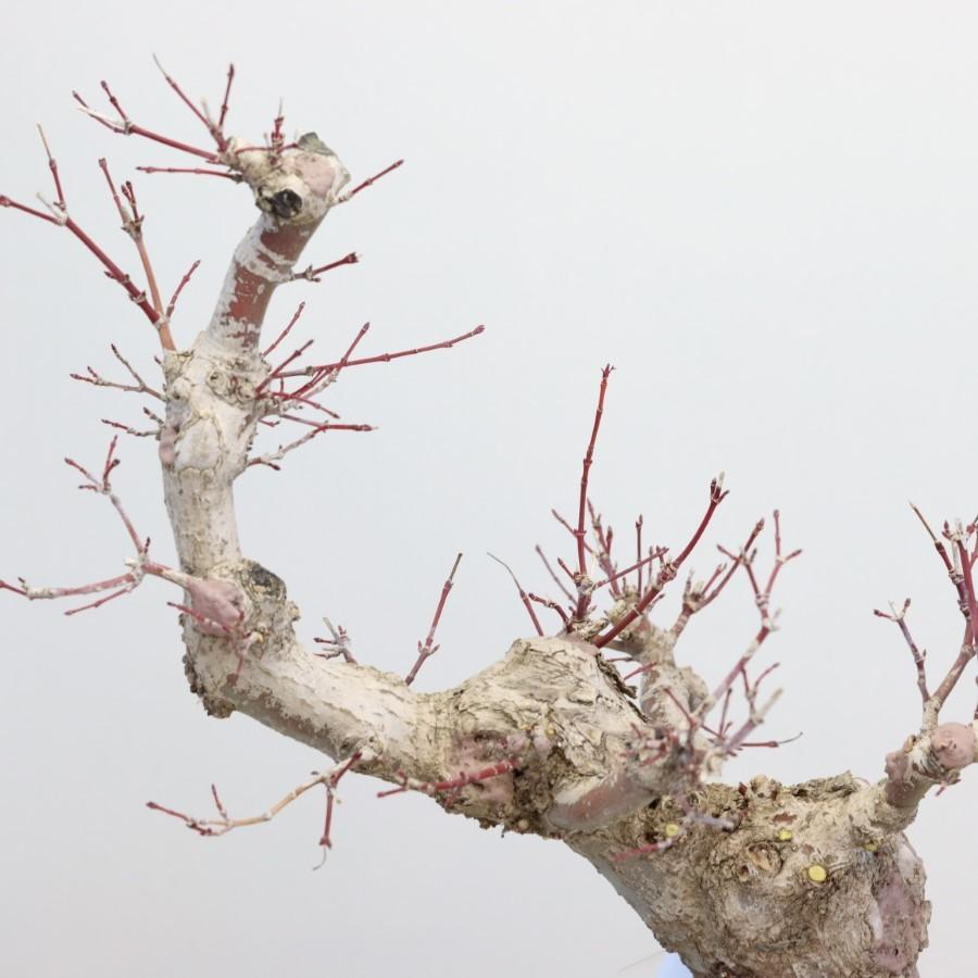 極上 山モミジ 中品盆栽 現品 送料無料 極上 山モミジ 中品盆栽 現品 ×