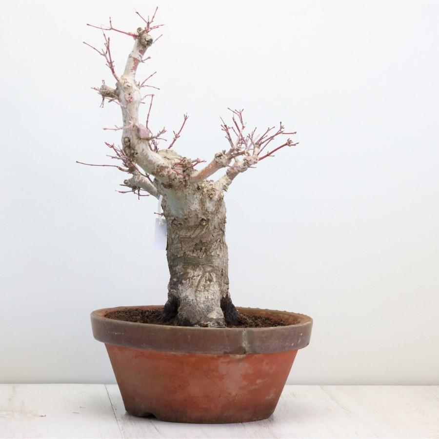 極上 山モミジ 中品盆栽 現品 送料無料 極上 山モミジ 中品盆栽 現品 ×