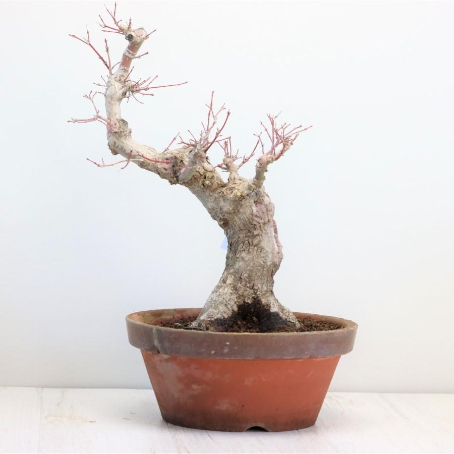 極上 山モミジ 中品盆栽 現品 送料無料 極上 山モミジ 中品盆栽 現品 ×