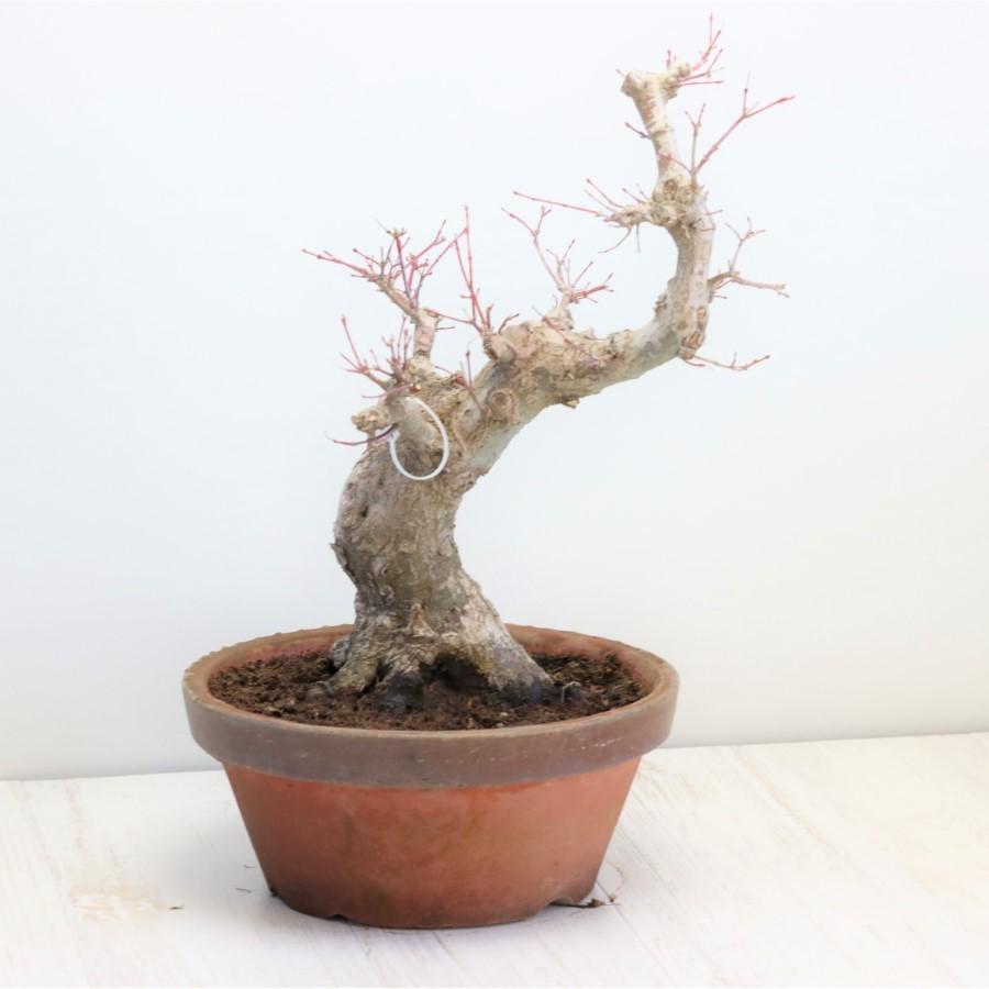 極上 山モミジ 中品盆栽 現品 送料無料 極上 山モミジ 中品盆栽 現品 ×