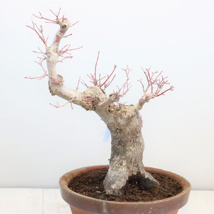 極上 山モミジ 中品盆栽 現品 送料無料 極上 山モミジ 中品盆栽 現品 ×