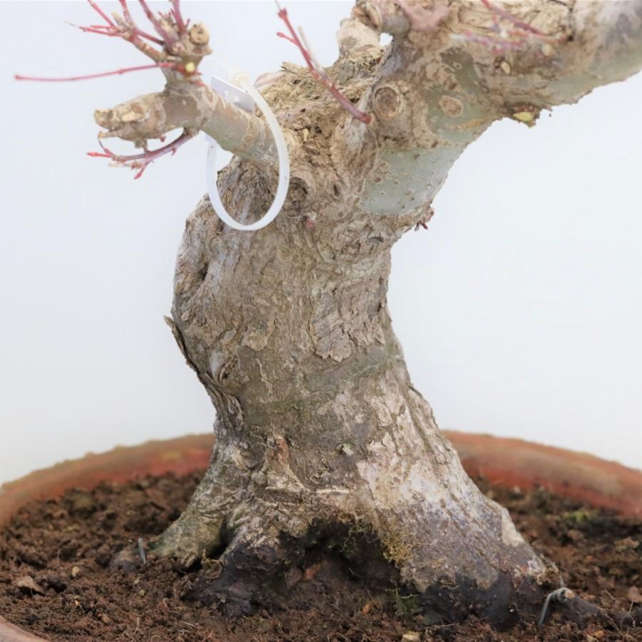 極上 山モミジ 中品盆栽 現品 送料無料 極上 山モミジ 中品盆栽 現品 ×