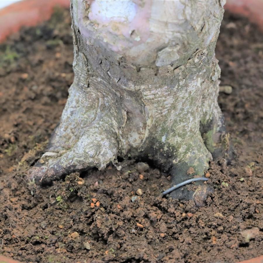 極上 山モミジ 中品盆栽 現品 送料無料 極上 山モミジ 中品盆栽 現品 ×