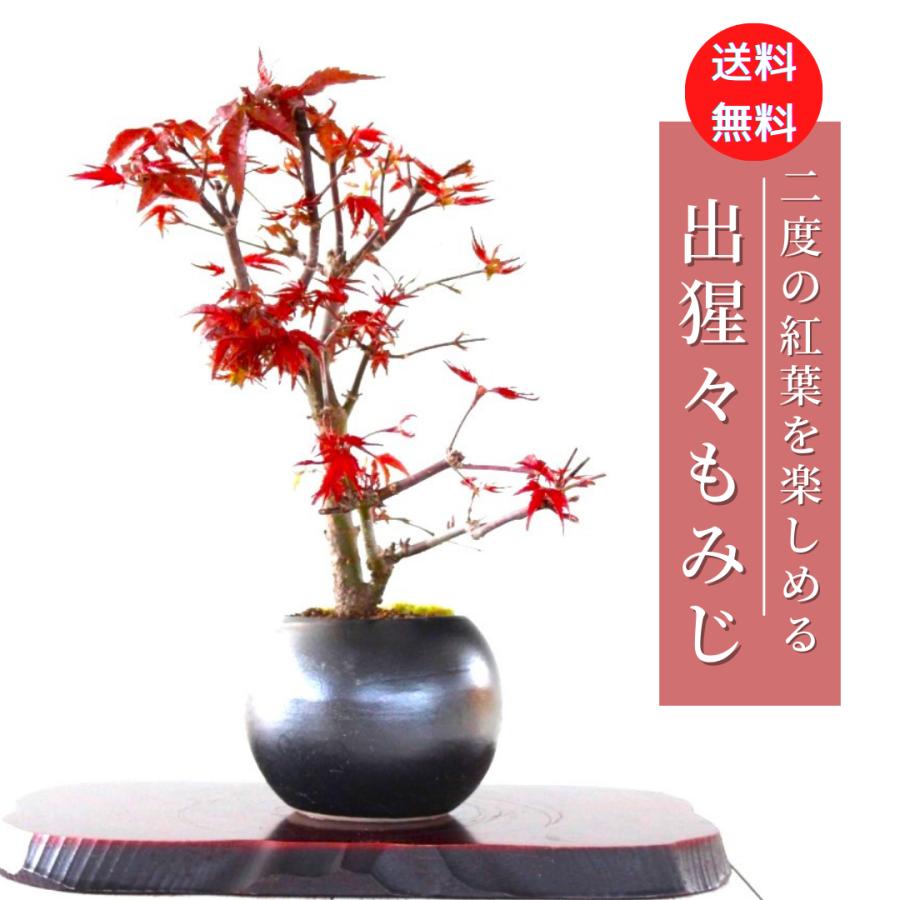 出猩々もみじ 盆栽 紅葉 bonsai 送料無料 : 盆栽ショップ
