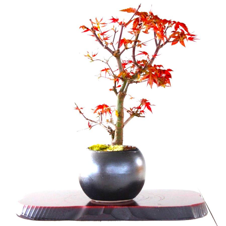 出猩々もみじ 盆栽 紅葉 bonsai 送料無料 : 盆栽ショップ わびさび