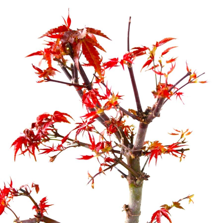 出猩々もみじ 盆栽 紅葉 bonsai 送料無料 : 盆栽ショップ わびさび