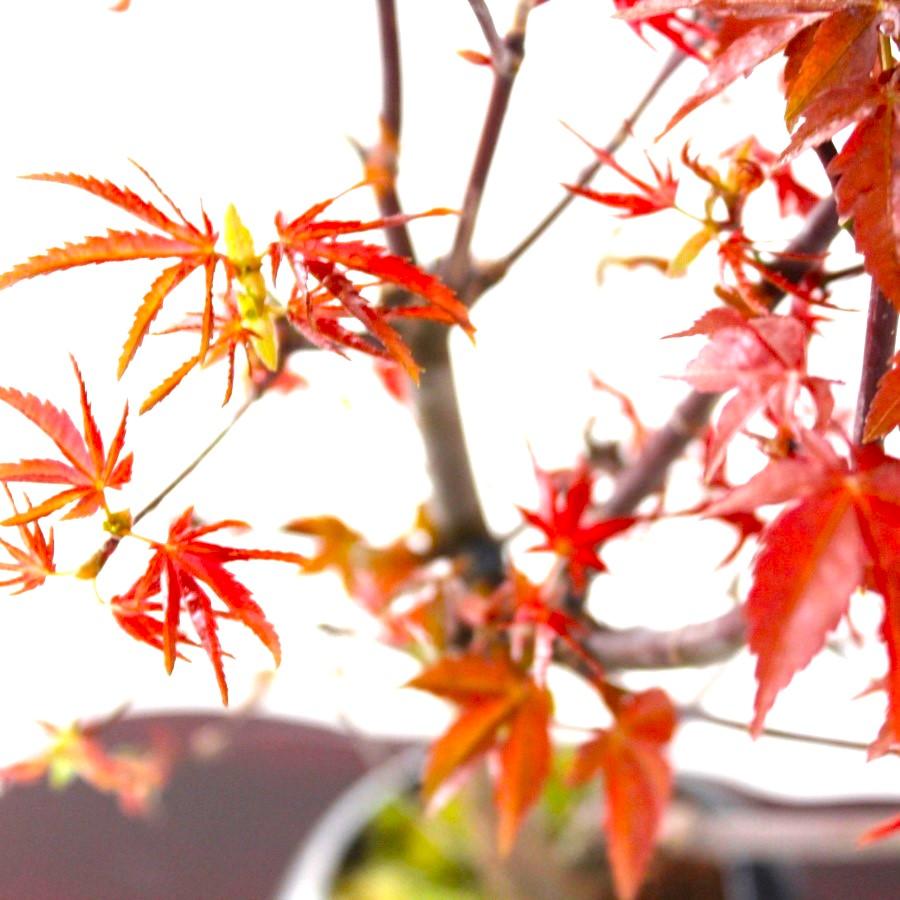 出猩々もみじ 盆栽 紅葉 bonsai 送料無料 : 盆栽ショップ わびさび