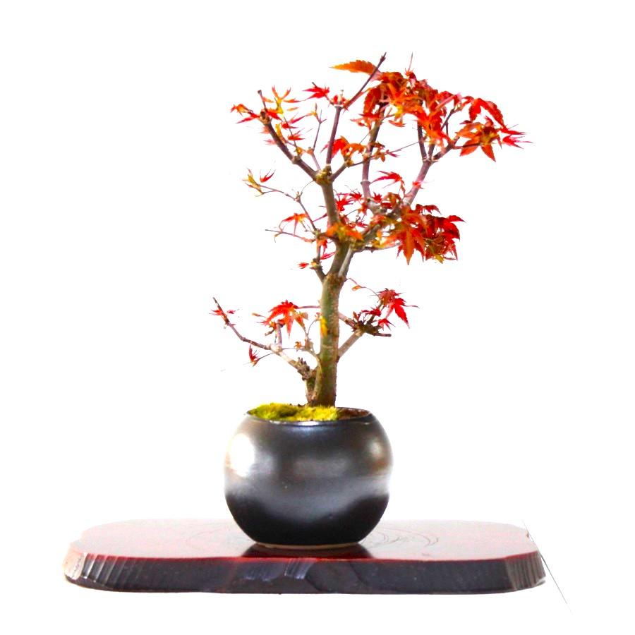 出猩々もみじ 盆栽 紅葉 bonsai 送料無料 : 盆栽ショップ わびさび