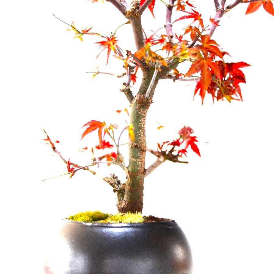 出猩々もみじ　盆栽　紅葉　bonsai　送料無料｜wabi-sabi｜06