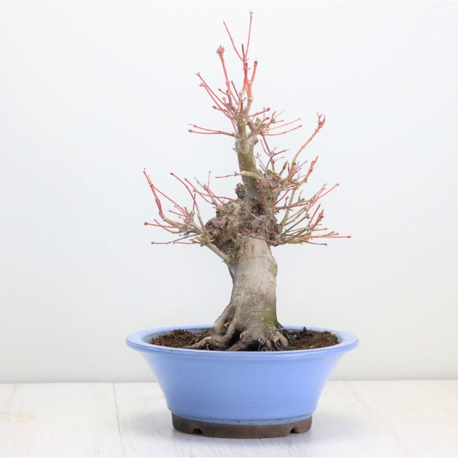 極上 山モミジ 中品盆栽 現品 送料無料