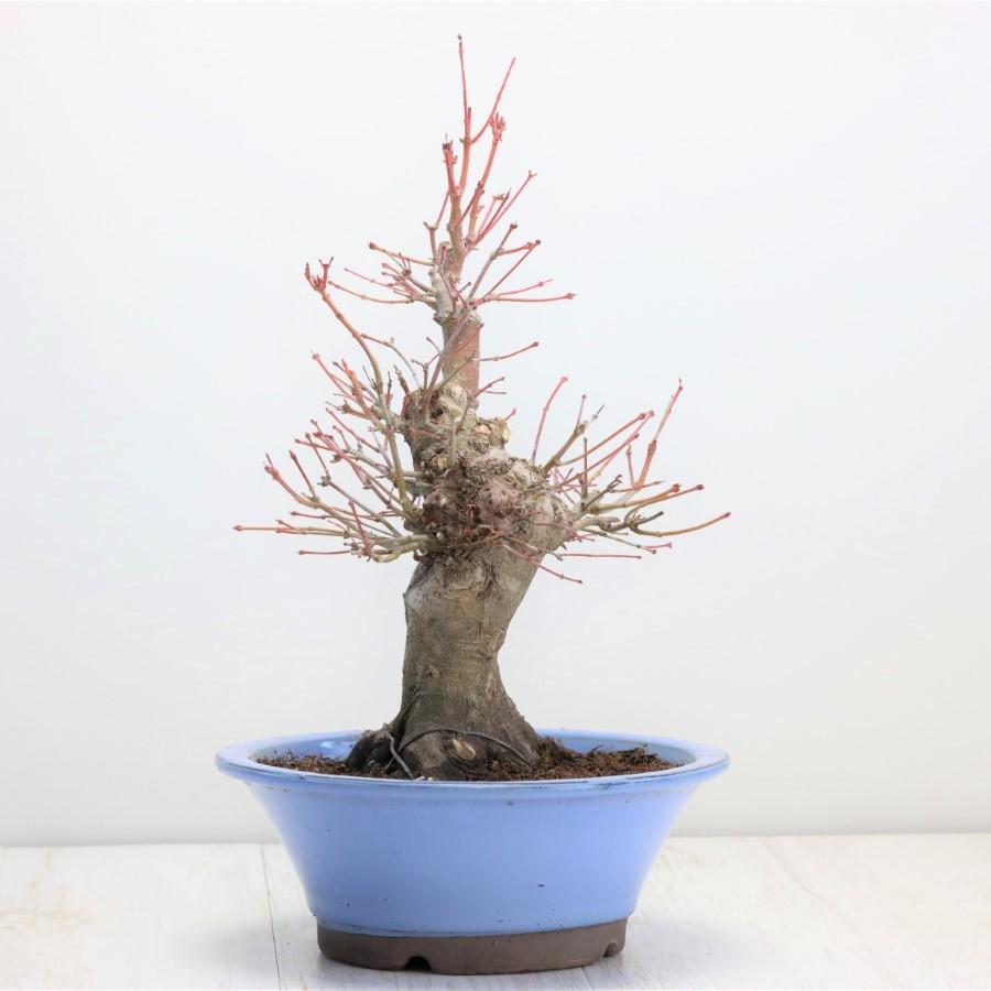 極上 山モミジ 中品盆栽 現品 送料無料 極上 山モミジ 中品盆栽 現品 ×