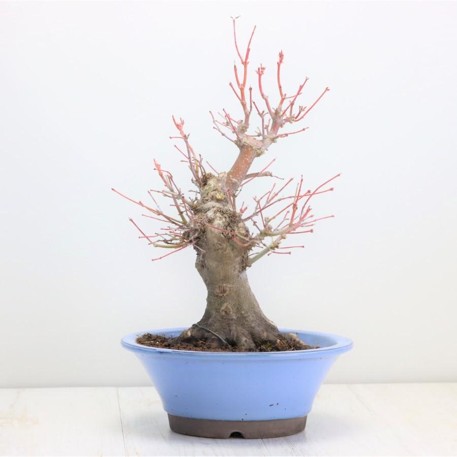 極上 山モミジ 中品盆栽 現品 送料無料 極上 山モミジ 中品盆栽 現品 ×