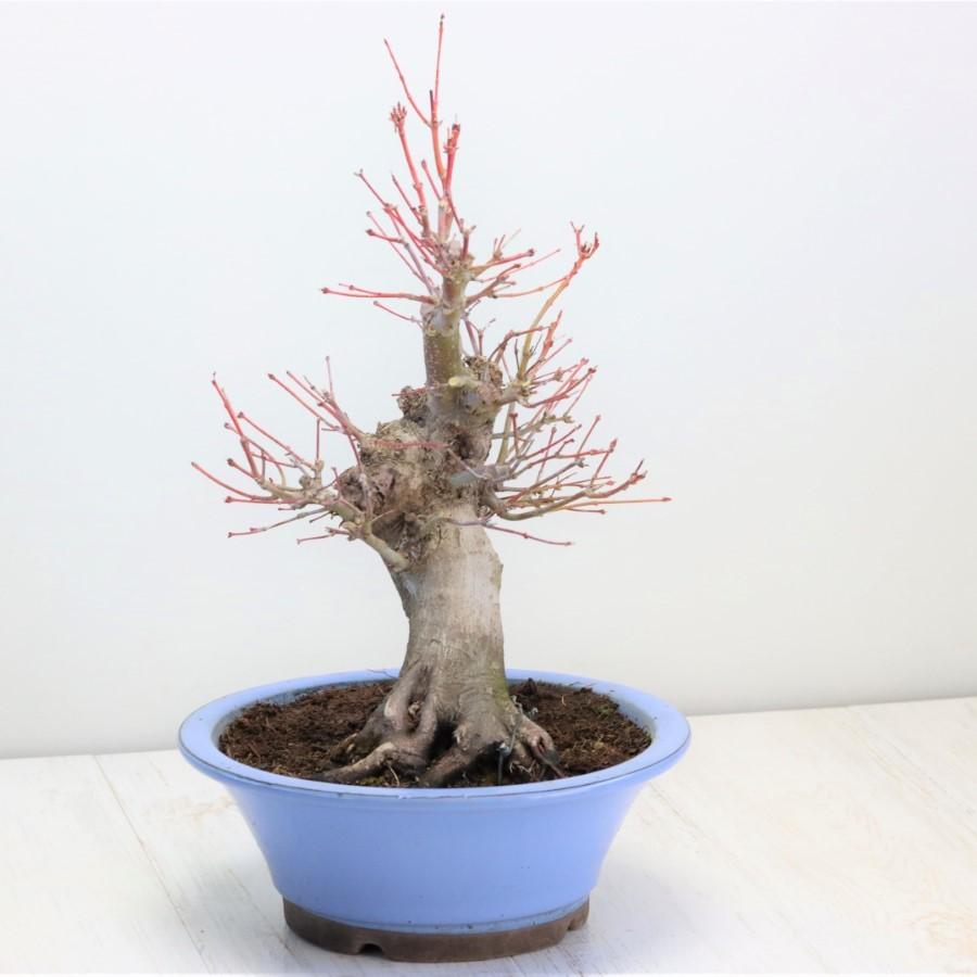 極上 山モミジ 中品盆栽 現品 送料無料 極上 山モミジ 中品盆栽 現品 ×