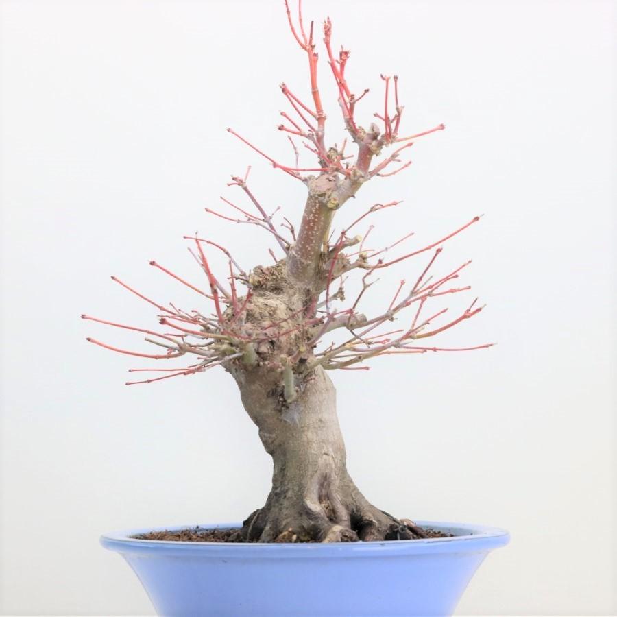 極上 山モミジ 中品盆栽 現品 送料無料 極上 山モミジ 中品盆栽 現品 ×