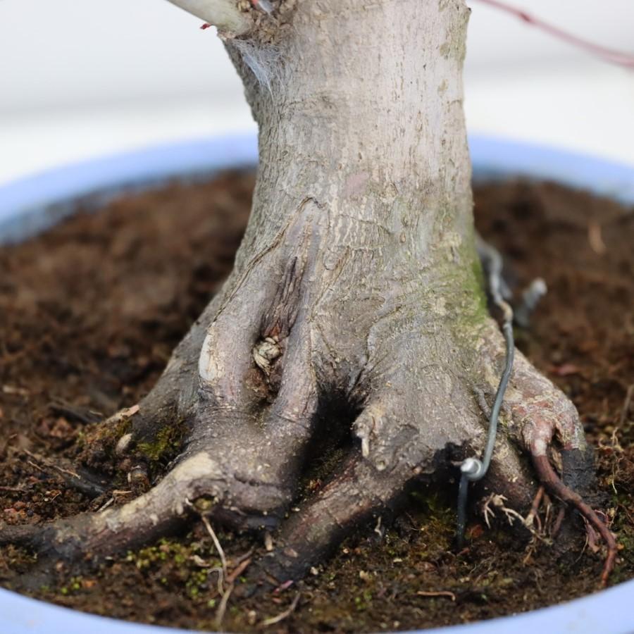 極上 山モミジ 中品盆栽 現品 送料無料 極上 山モミジ 中品盆栽 現品 ×