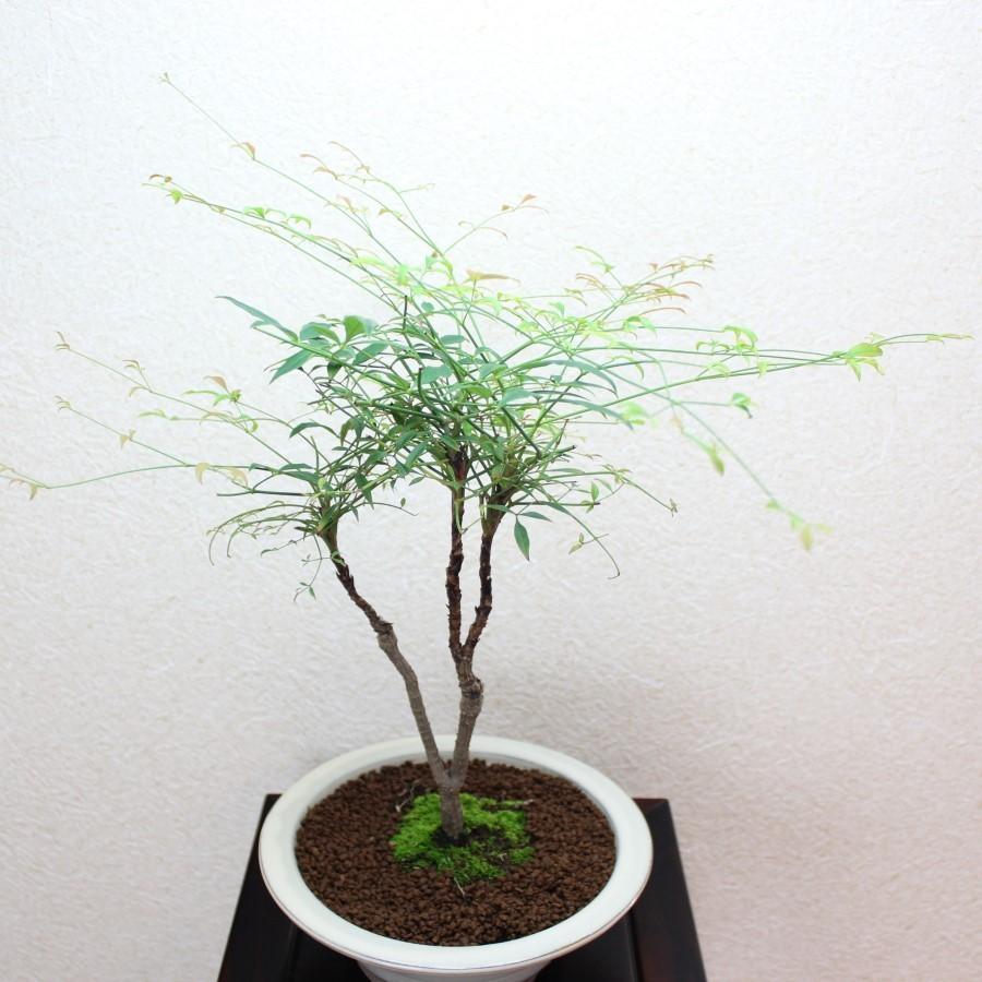 錦糸南天の盆栽　キンシナンテン　なんてん　bonsai  送料無料｜wabi-sabi｜02