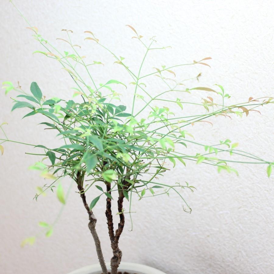 錦糸南天の盆栽 キンシナンテン なんてん Bonsai 送料無料 aa 盆栽ショップ わびさび Yahoo 店 通販 Yahoo ショッピング