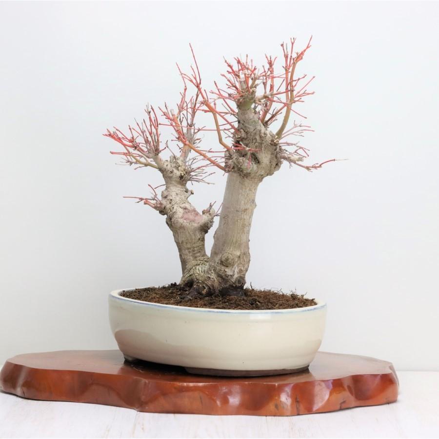 極上 山モミジ 中品盆栽 現品 送料無料 極上 山モミジ 中品盆栽 現品 ×