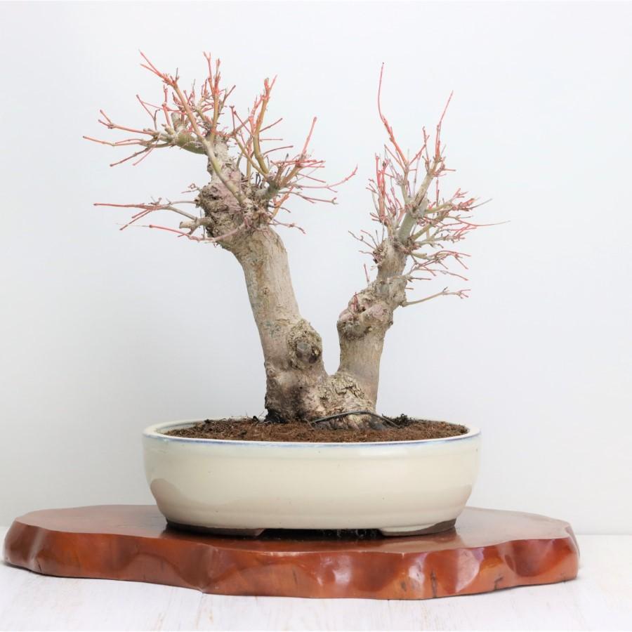 極上 山モミジ 中品盆栽 現品 送料無料 極上 山モミジ 中品盆栽 現品 ×