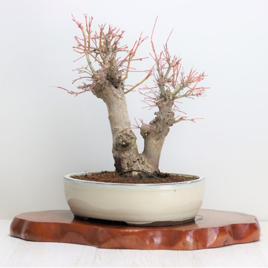 極上 山モミジ 中品盆栽 現品 送料無料 極上 山モミジ 中品盆栽 現品 ×