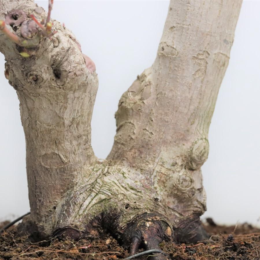 極上 山モミジ 中品盆栽 現品 送料無料 極上 山モミジ 中品盆栽 現品 ×