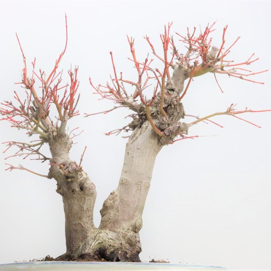 極上 山モミジ 中品盆栽 現品 送料無料 極上 山モミジ 中品盆栽 現品 ×