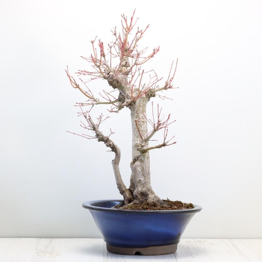 極上 山モミジ 中品盆栽 現品 送料無料