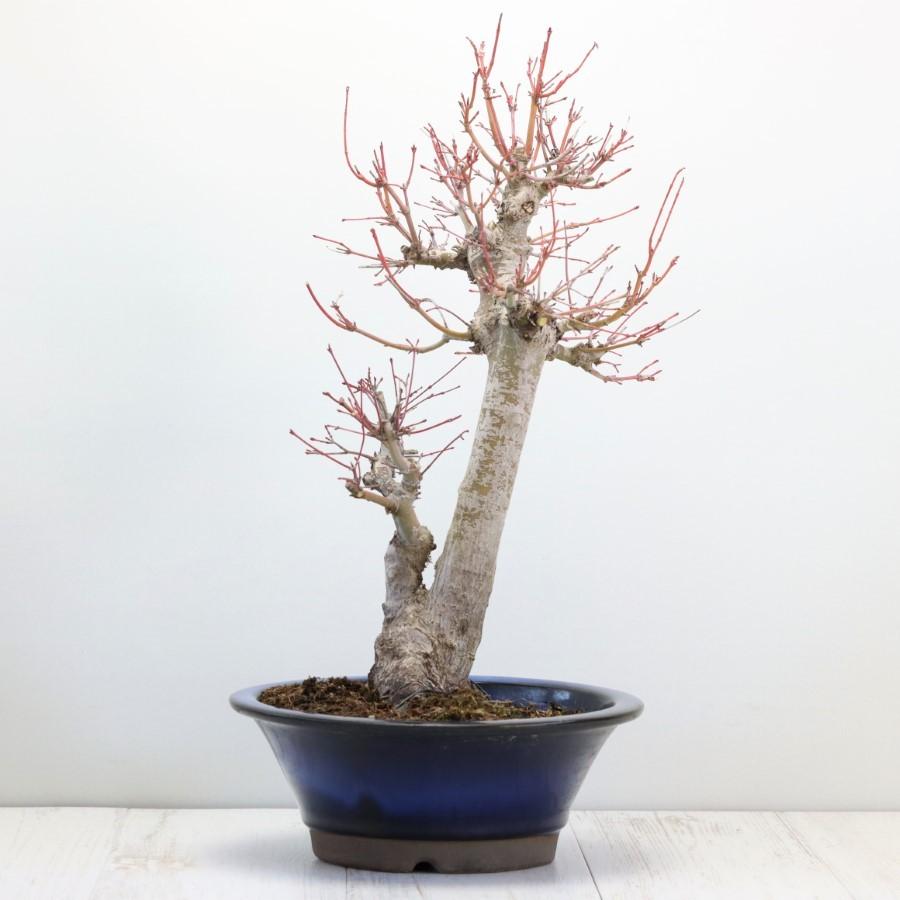 極上 山モミジ 中品盆栽 現品 送料無料 極上 山モミジ 中品盆栽 現品 ×