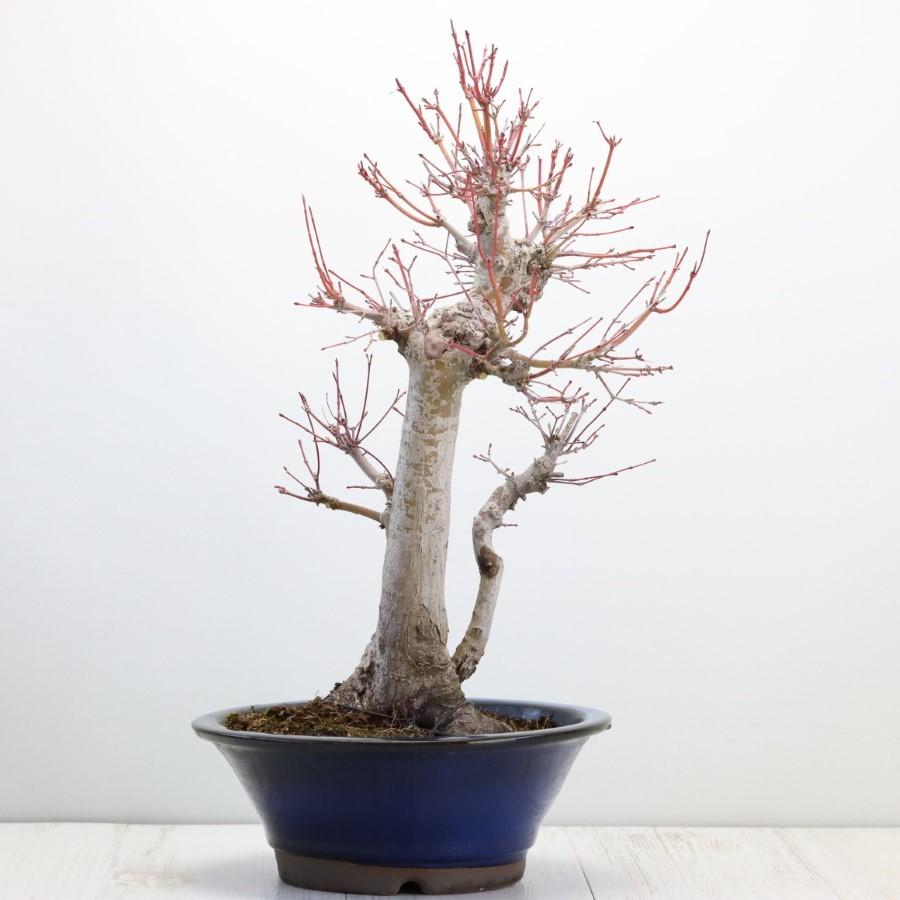 極上 山モミジ 中品盆栽 現品 送料無料 極上 山モミジ 中品盆栽 現品 ×