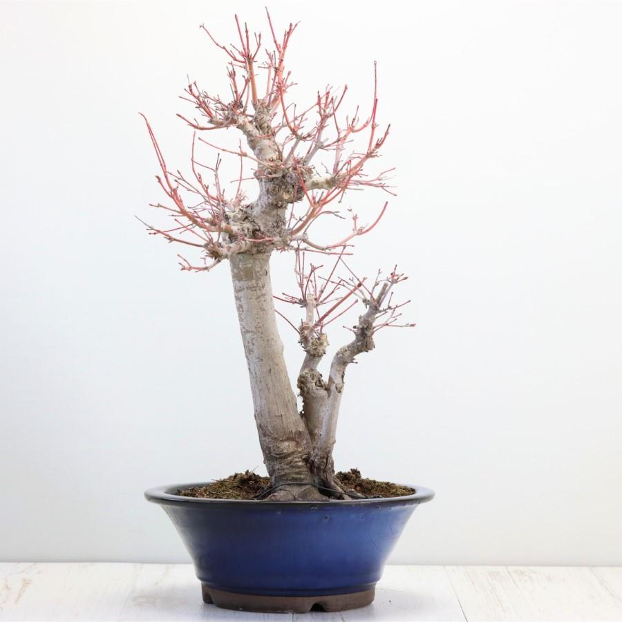 極上 山モミジ 中品盆栽 現品 送料無料 極上 山モミジ 中品盆栽 現品 ×