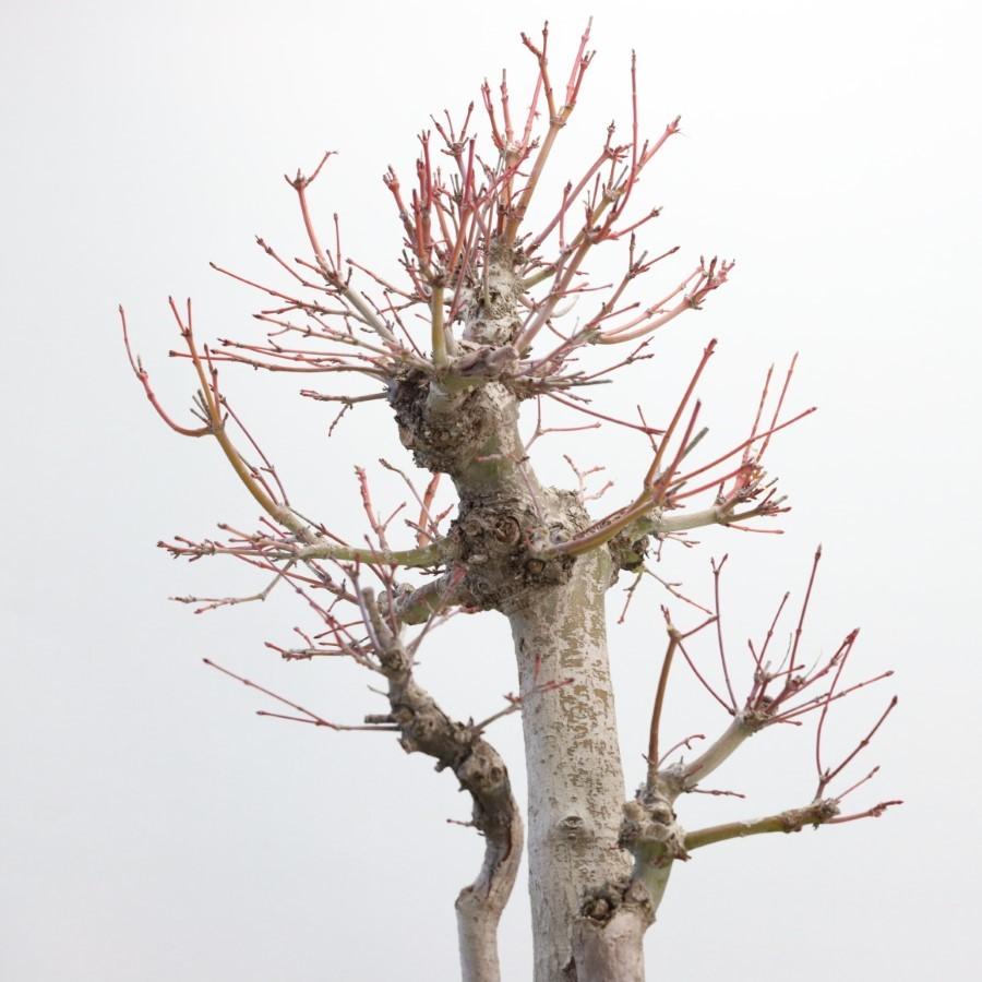 極上 山モミジ 中品盆栽 現品 送料無料 極上 山モミジ 中品盆栽 現品 ×