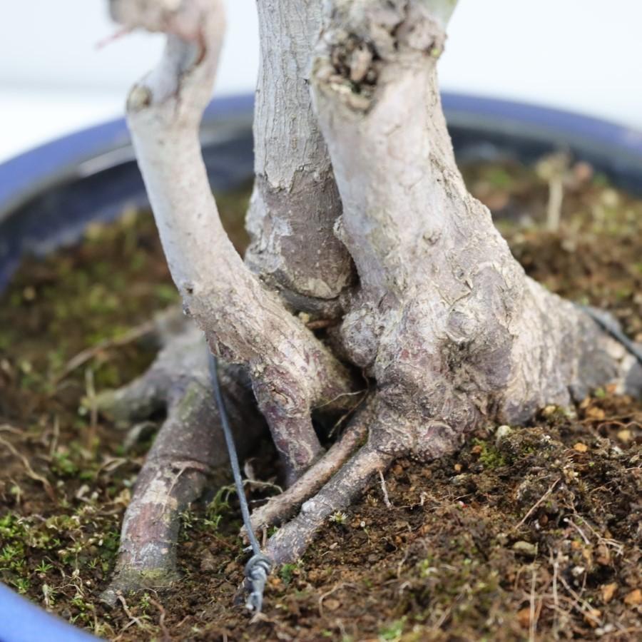 極上 山モミジ 中品盆栽 現品 送料無料 極上 山モミジ 中品盆栽 現品 ×