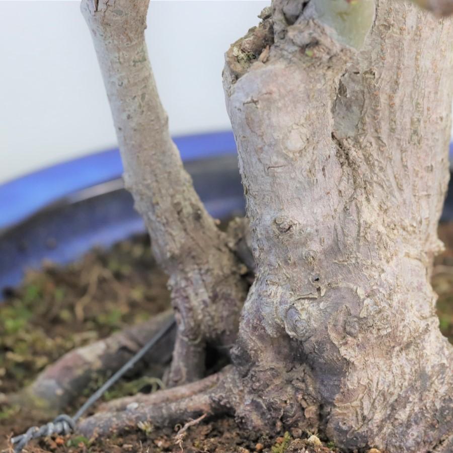 極上 山モミジ 中品盆栽 現品 送料無料 極上 山モミジ 中品盆栽 現品 ×