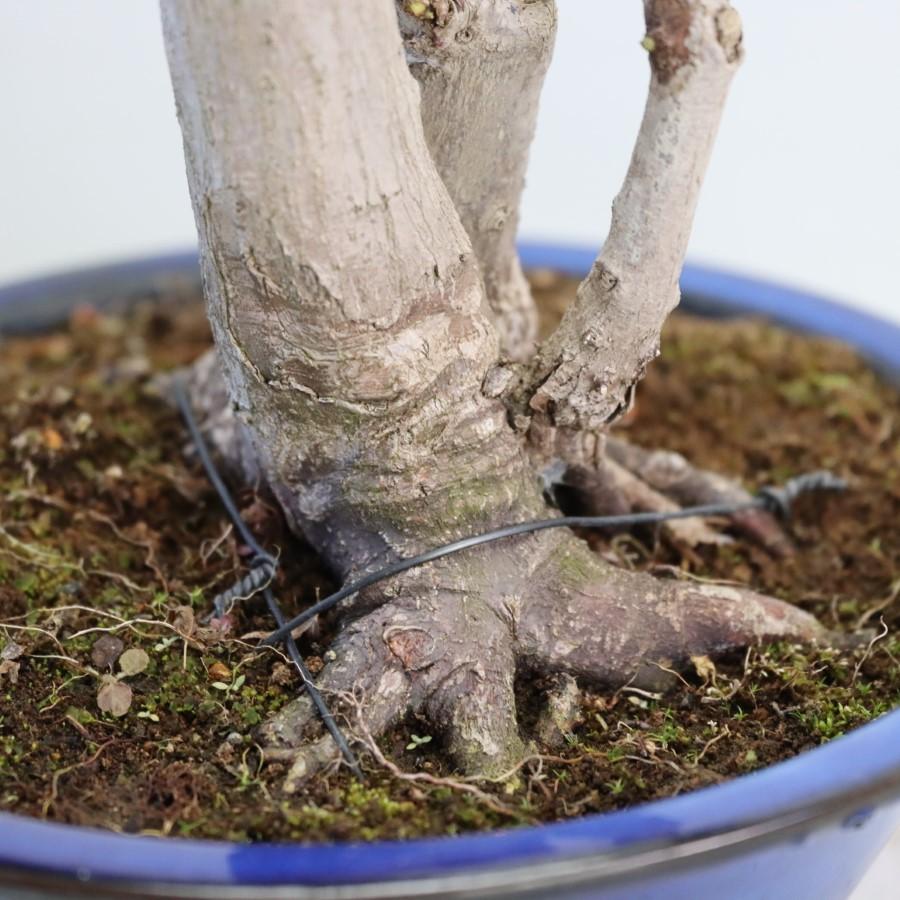 極上 山モミジ 中品盆栽 現品 送料無料 極上 山モミジ 中品盆栽 現品 ×