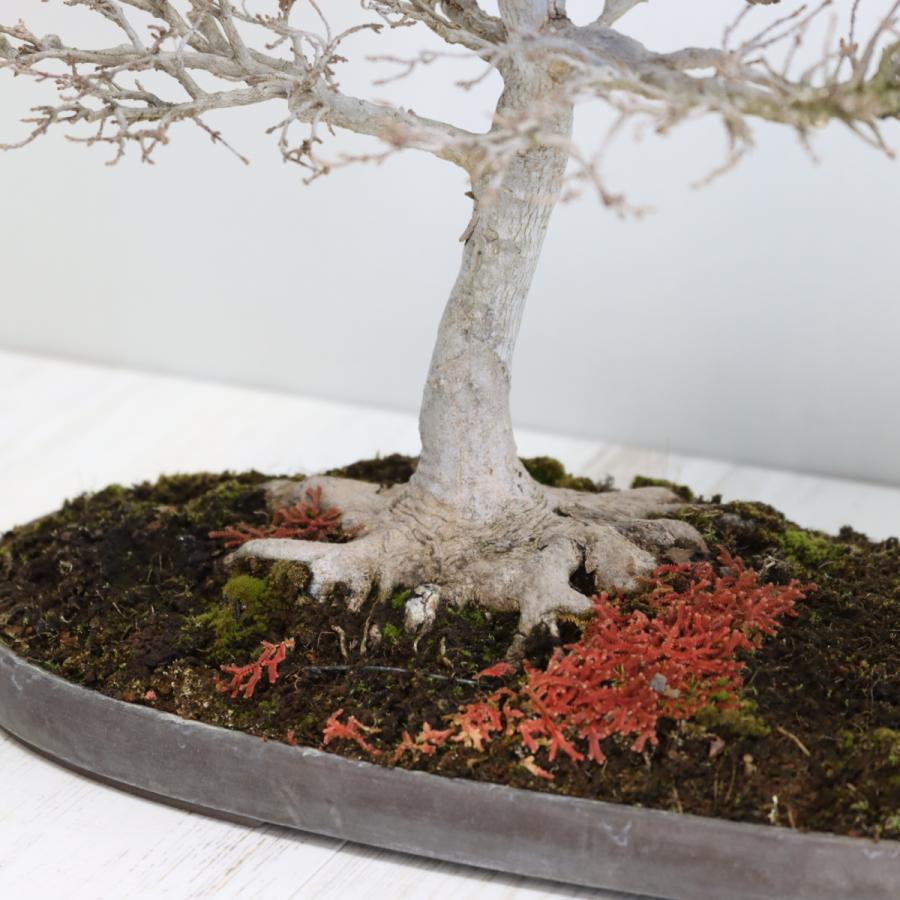 カエデ盆栽 かえで bonsai 送料無料 : 盆栽ショップ わびさび