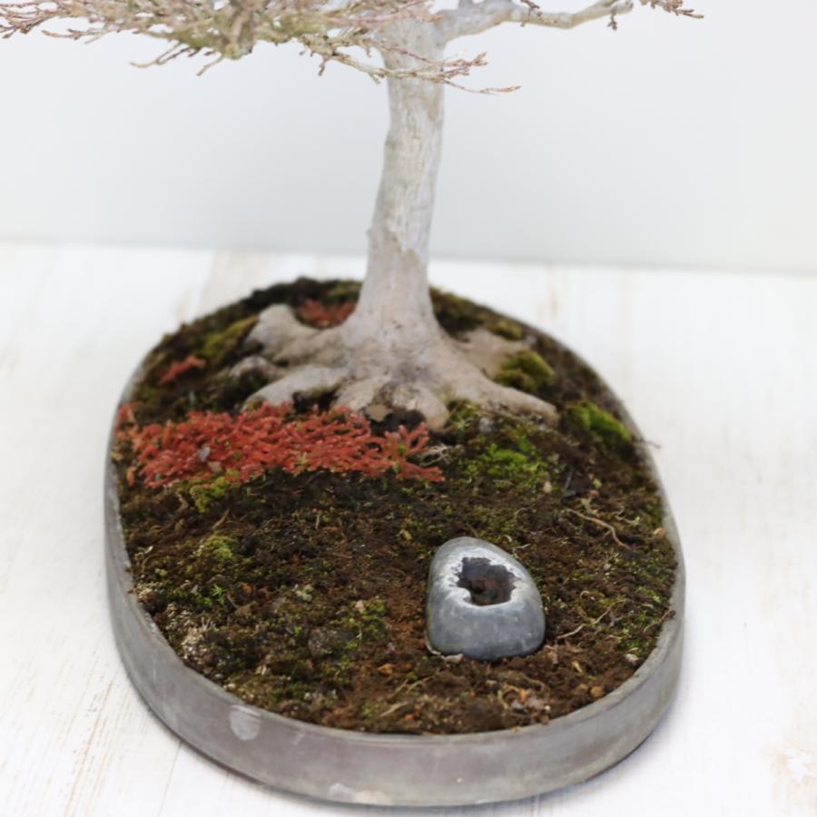 カエデ盆栽 かえで bonsai 送料無料 : 盆栽ショップ わびさび Yahoo!店