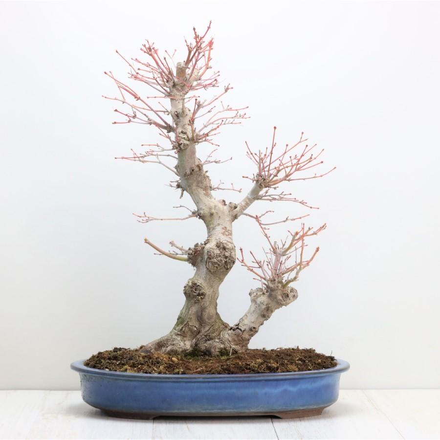 極上 山モミジ 中品盆栽 現品 送料無料