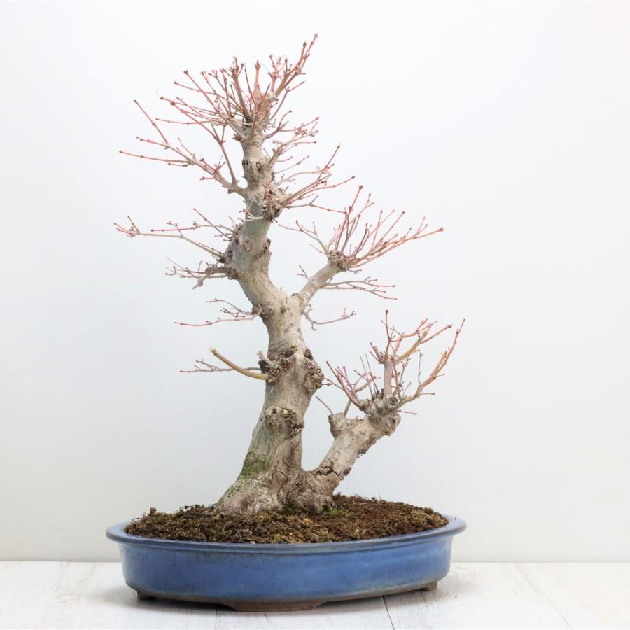 極上 山モミジ 中品盆栽 現品 送料無料 極上 山モミジ 中品盆栽 現品 ×