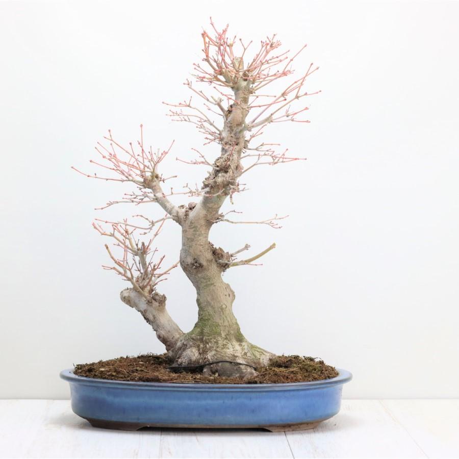 極上 山モミジ 中品盆栽 現品 送料無料 極上 山モミジ 中品盆栽 現品 ×