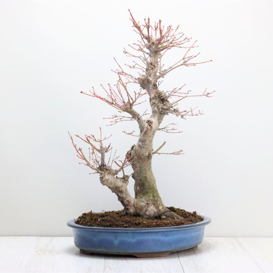 極上 山モミジ 中品盆栽 現品 送料無料 極上 山モミジ 中品盆栽 現品 ×