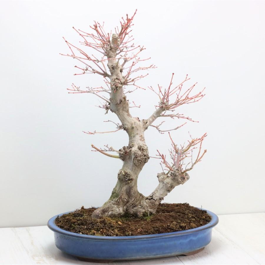 極上 山モミジ 中品盆栽 現品 送料無料 極上 山モミジ 中品盆栽 現品 ×