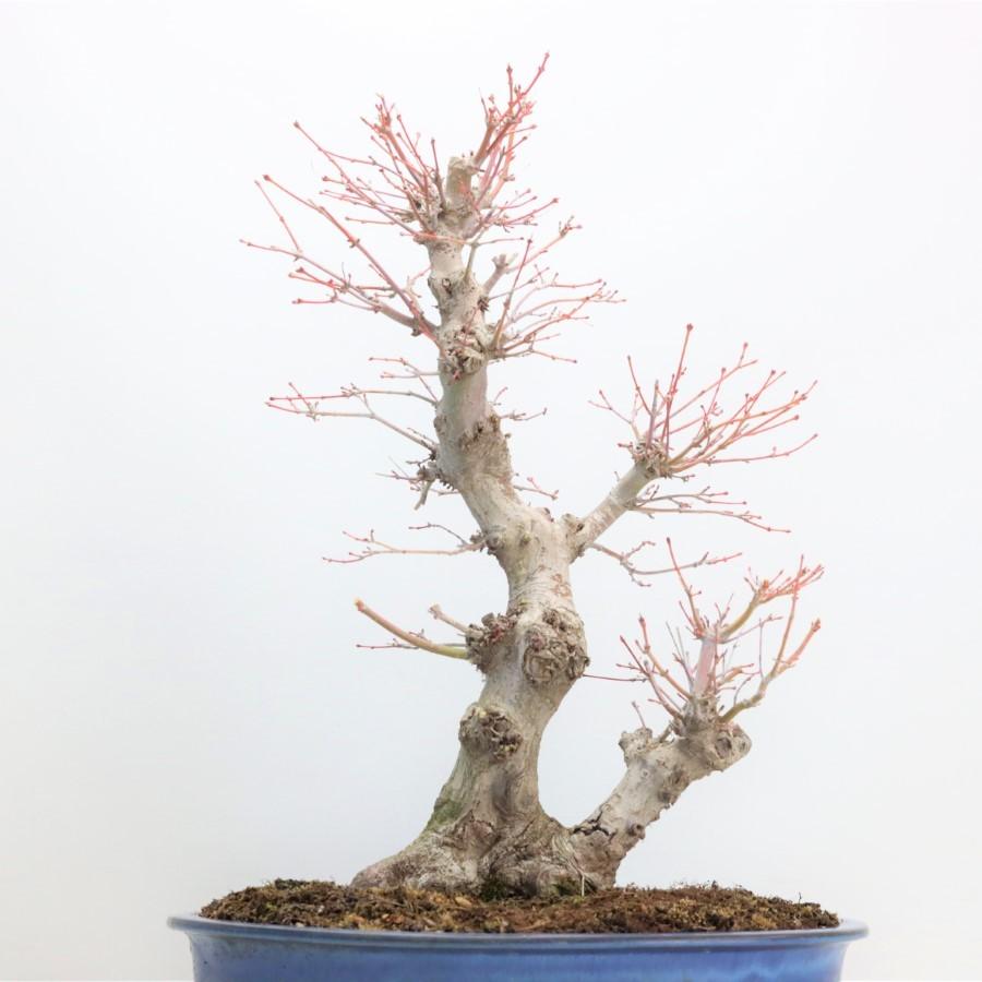 極上 山モミジ 中品盆栽 現品 送料無料 極上 山モミジ 中品盆栽 現品 ×