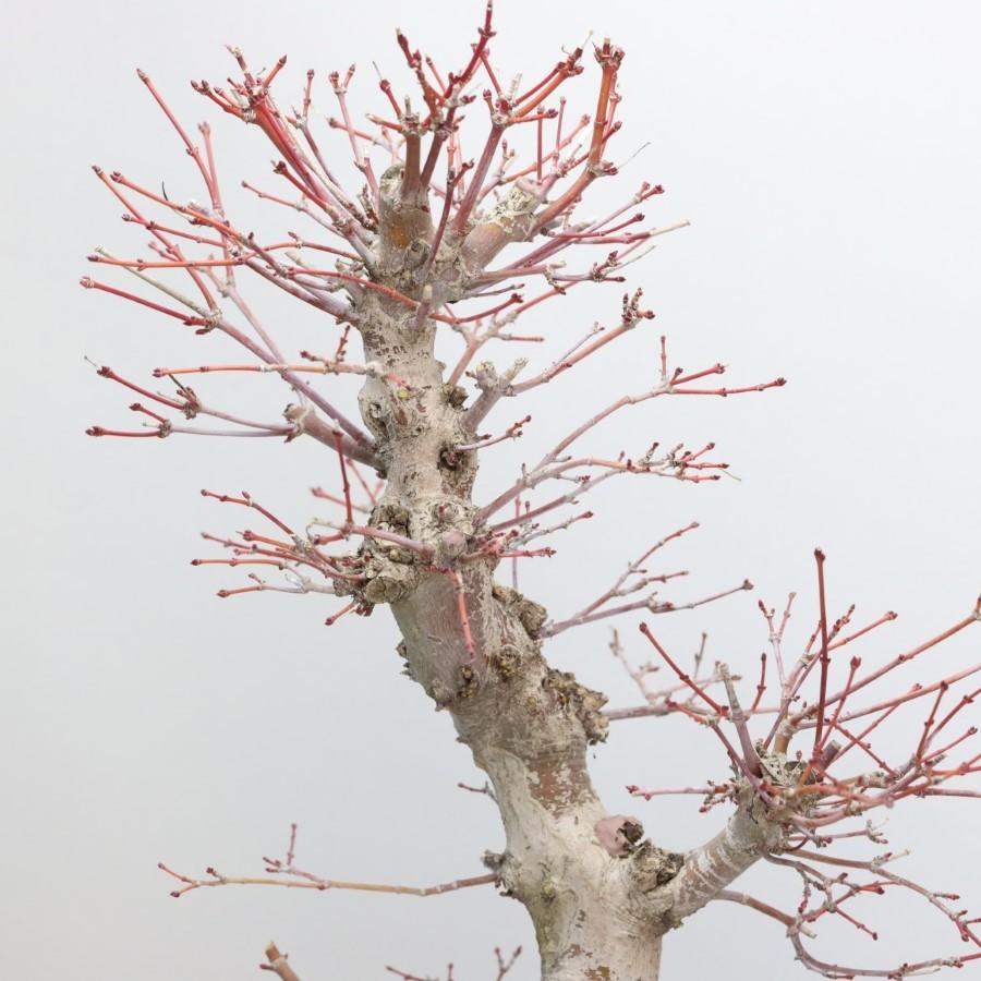 極上 山モミジ 中品盆栽 現品 送料無料 極上 山モミジ 中品盆栽 現品 ×