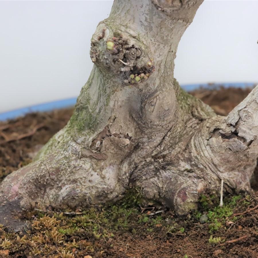 極上 山モミジ 中品盆栽 現品 送料無料 極上 山モミジ 中品盆栽 現品 ×