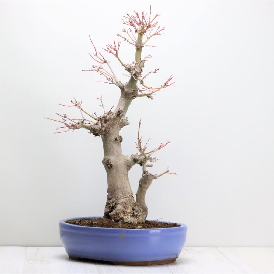 極上 山モミジ 中品盆栽 現品 送料無料 極上 山モミジ 中品盆栽 現品 ×