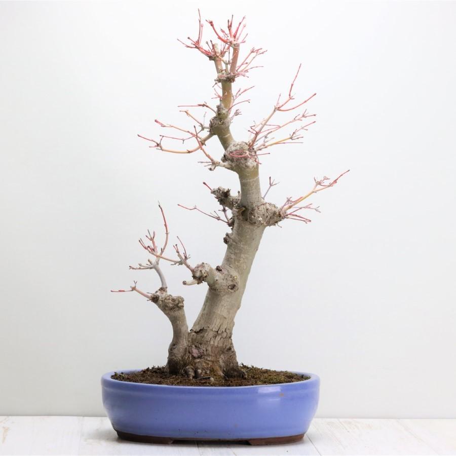 極上 山モミジ 中品盆栽 現品 送料無料 極上 山モミジ 中品盆栽 現品 ×