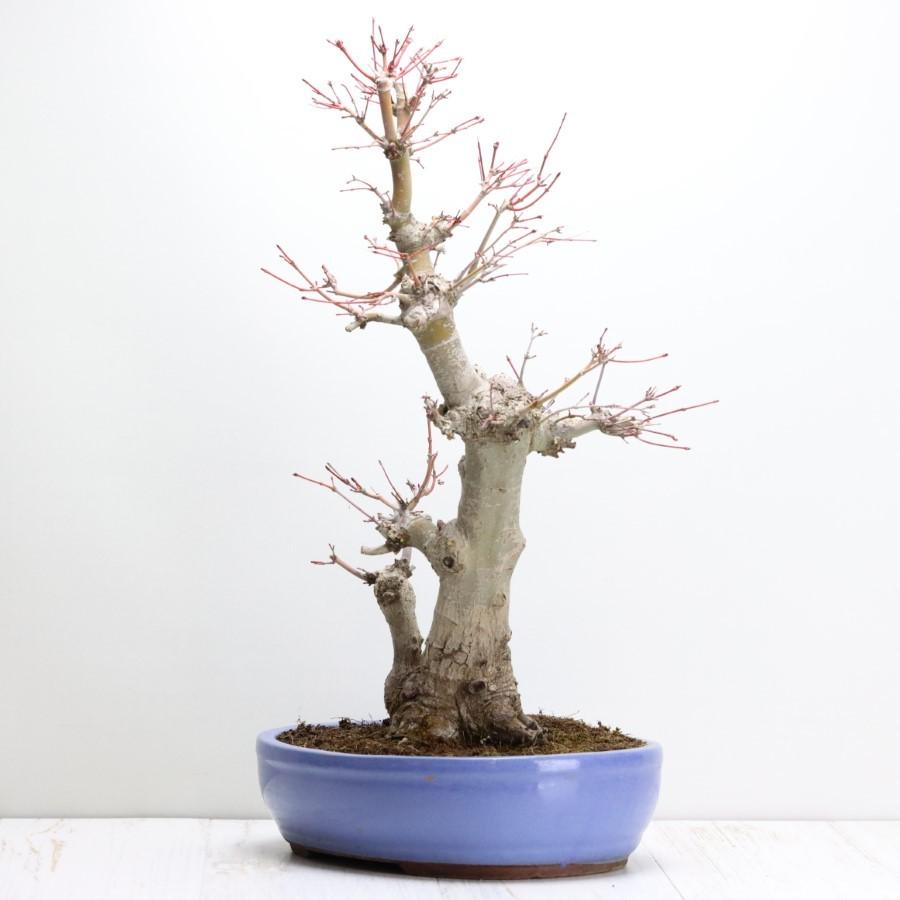 極上 山モミジ 中品盆栽 現品 送料無料 極上 山モミジ 中品盆栽 現品 ×